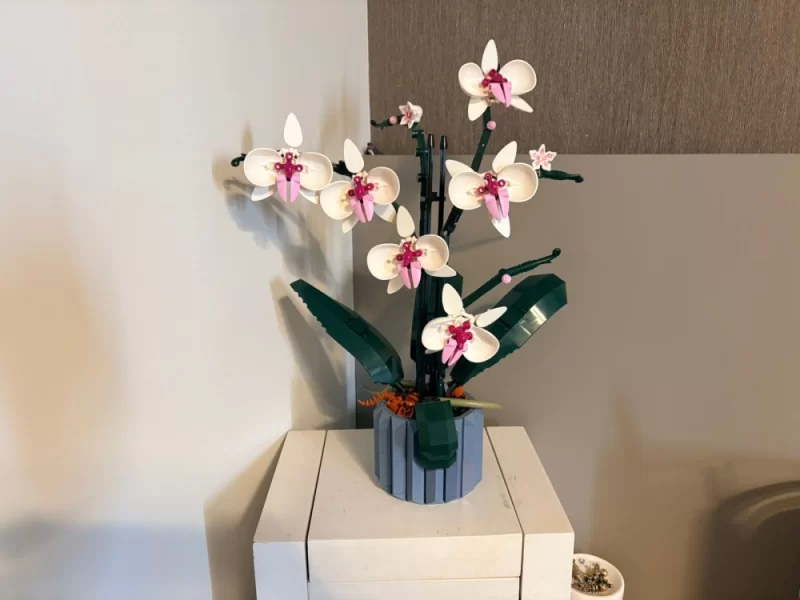 Orquídea Orquídea